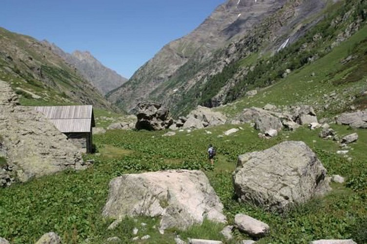 Rhubarbe des moines dans le vallon de Jas Lacroix