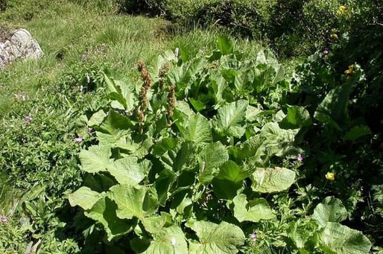 Rhubarbe des moines