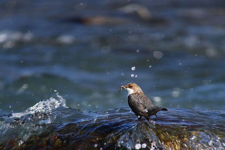 Cincle plongeur avec sa proie