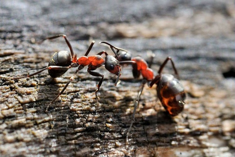 Fourmis rousses des bois