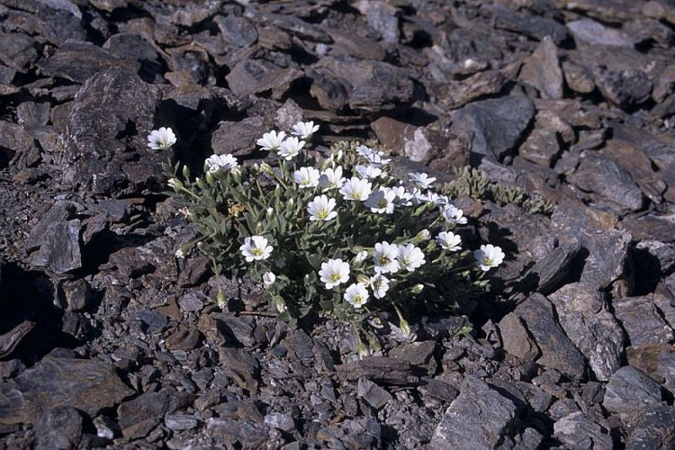 Céraiste à larges feuilles
