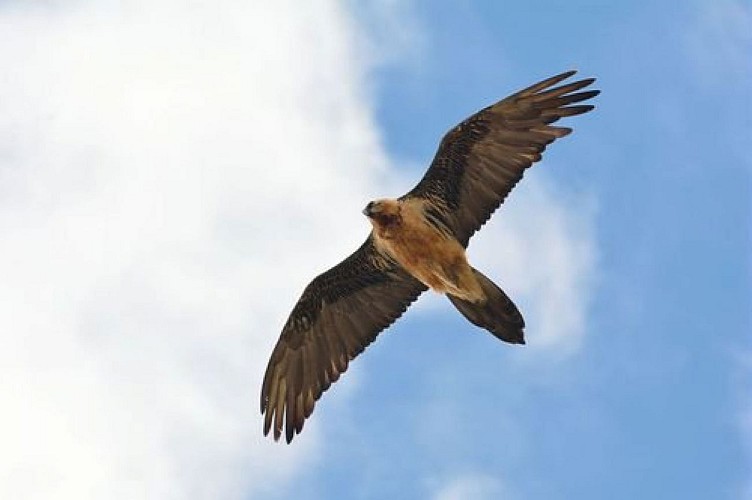 Gypaète barbu en vol