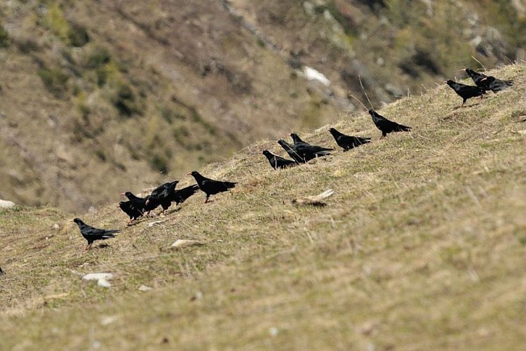 Un groupe de crave à bec rouge posé au sol
