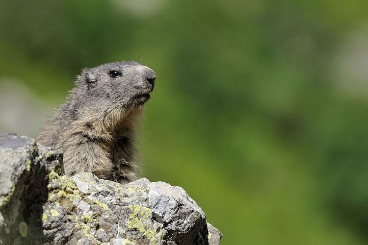 Marmotte