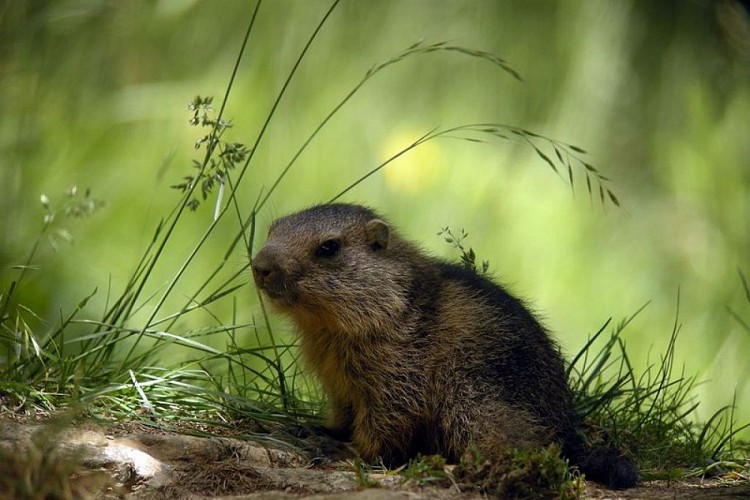 Jeune marmotte