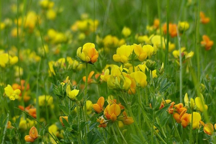 Prairie fleurie du Valgaudemar