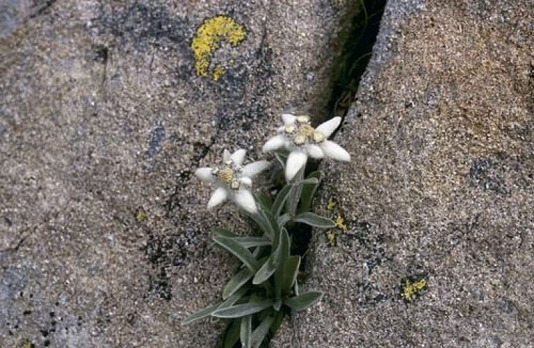 Edelweiss