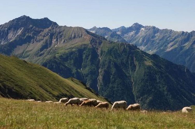 Troupeau sur la crête des Chétives