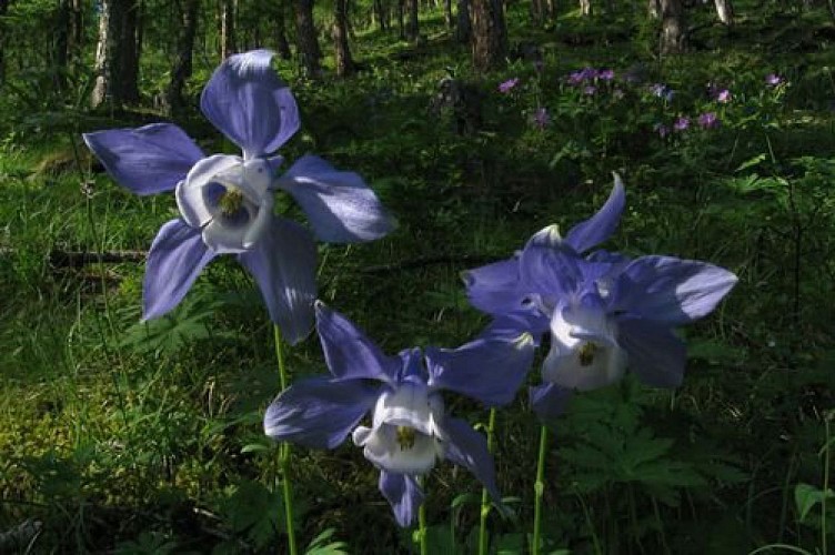 Ancolies des Alpes aux abords du sentier