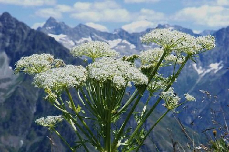 Pleurosperme d'Autriche