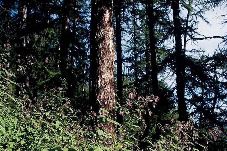 Mégaphorbiaie : Prénanthe pourpre