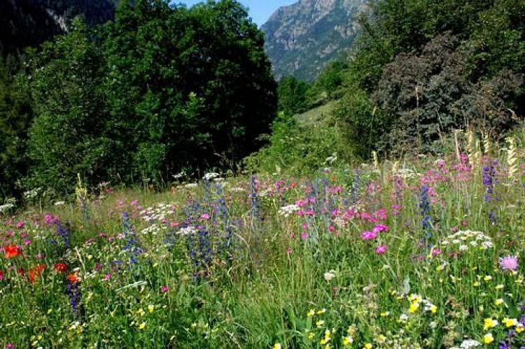 Prairie fleurie aux abords de Valsenestre