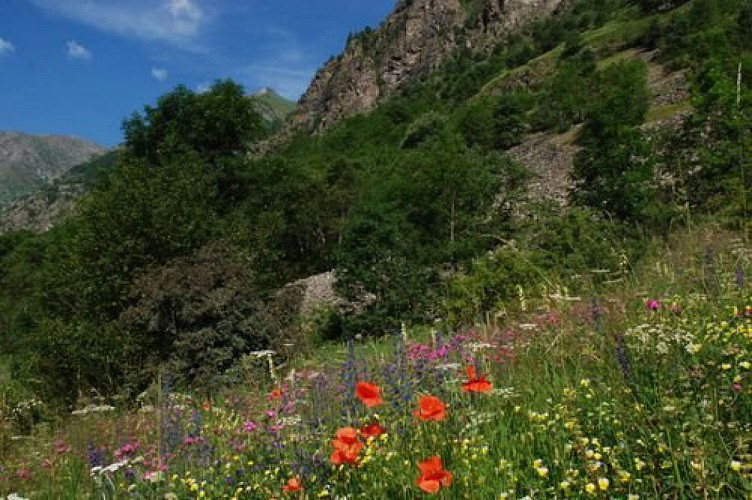 Prairie fleurie