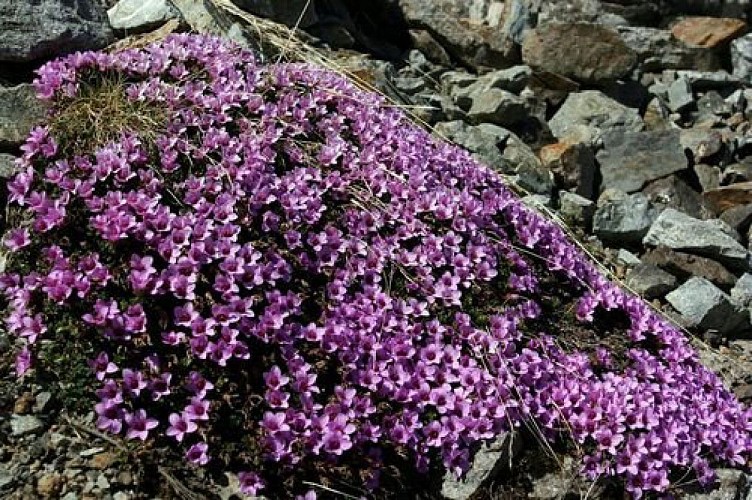 Saxifrage à feuilles opposées