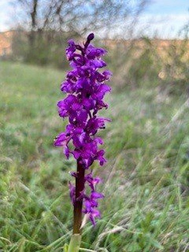 Orchis mascula