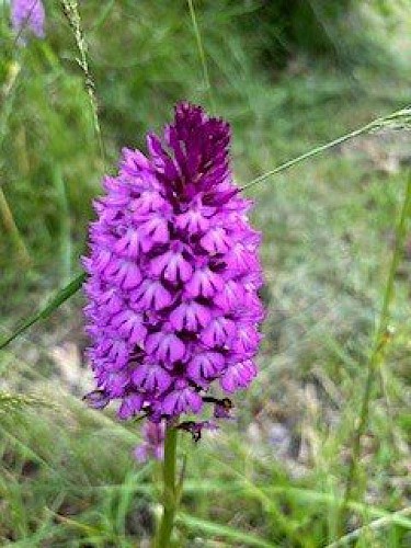 Orchis pyramidal