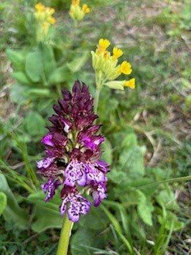 Orchis pourpre