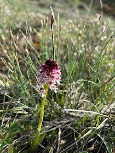 Orchis pourpre