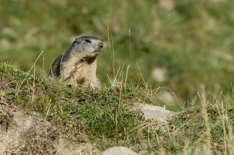 Marmotte sur son terrier