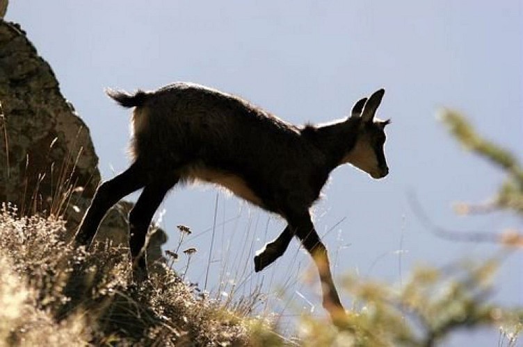 Jeune chamois