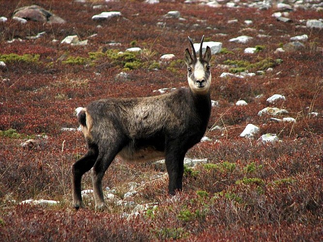 Chamois