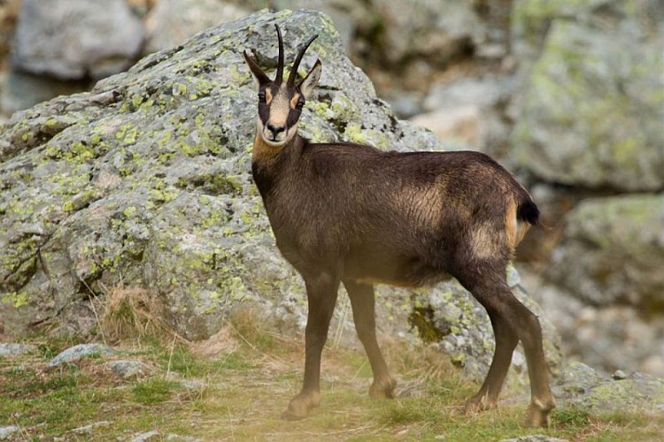 Chamois femelle