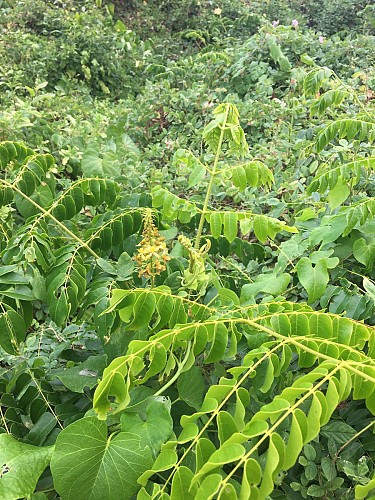 LE MOULE / BOIS BARON