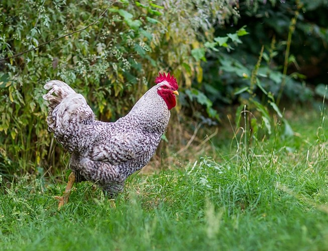 cclt_asc_chaudronmagique_superpoulet