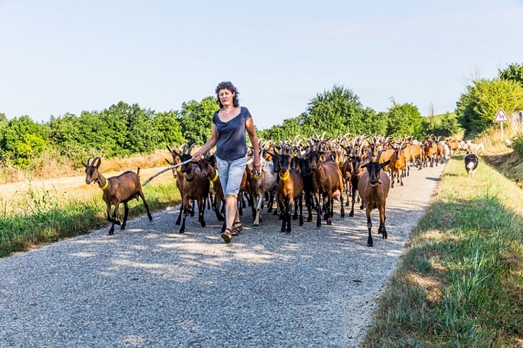 cclt_asc_chaudronmagique_troupeau