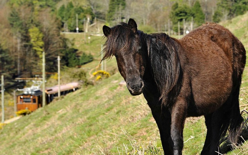 Jean-Marc DECOMPTE©CG 64 - pottok