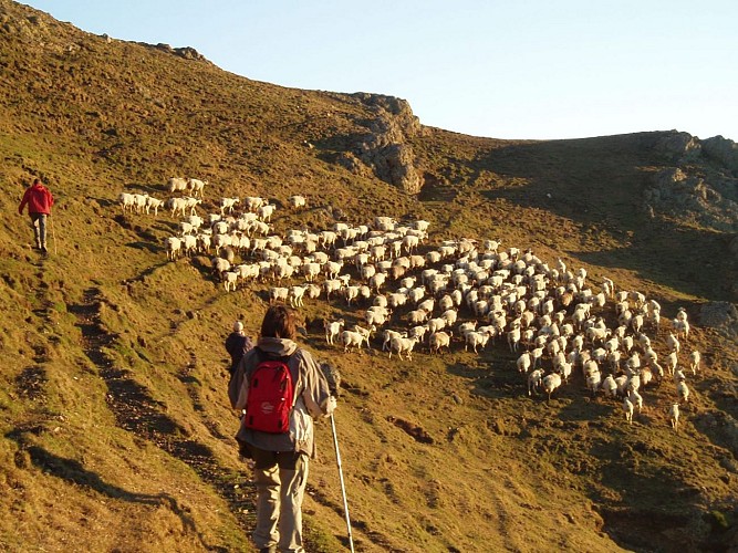 Balade avec un berger Ferme Peotenia - balade estives troupeau