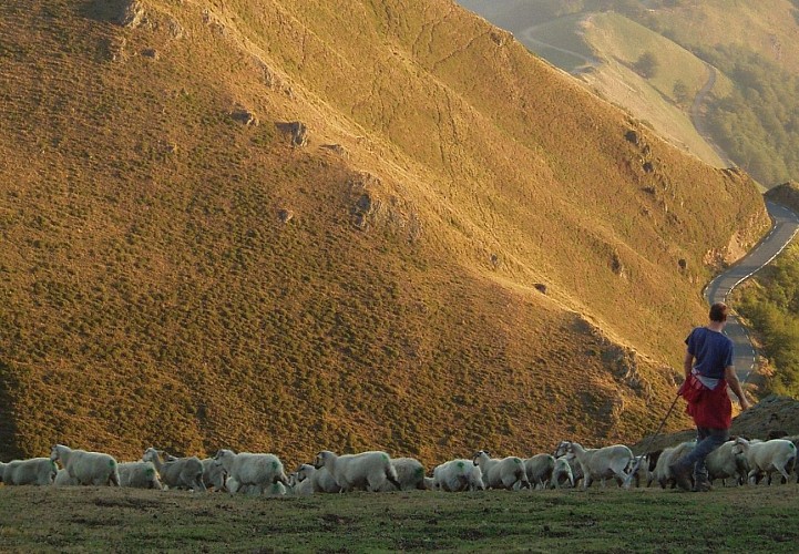 Balade avec un berger Ferme Peotenia - montagne troupeau
