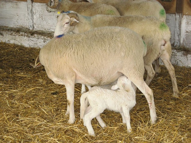 Balade avec un berger Ferme Peotenia - brebis