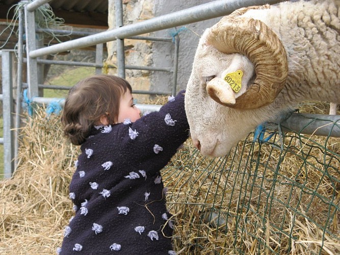 Balade avec un berger Ferme Peotenia - découverte de la ferme