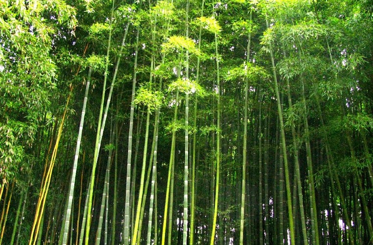 9-Jardin-de-PLANBUISSON