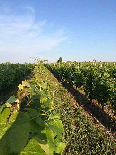 chateau-pecany©beigner (5)