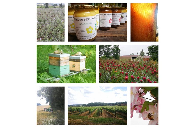 poster apiculture_sirtaqui