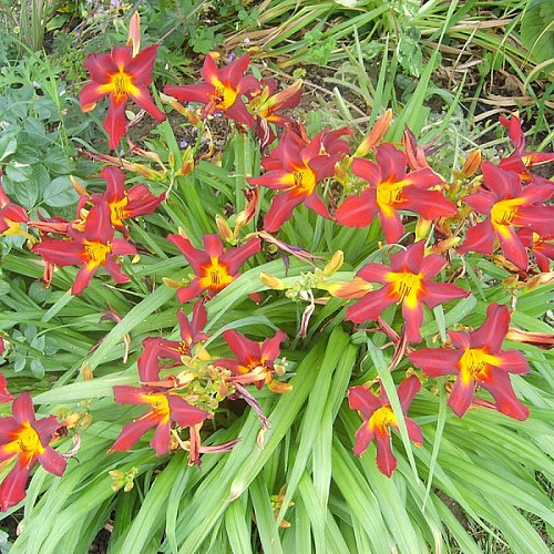 Jardin-Mireille-Lot-et-Garonne-pres-Duras-2020--31-