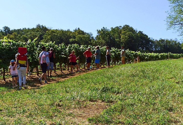 Ferme Larrey - balade dans les vignes