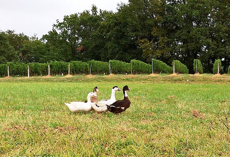 Ferme Larrey - canards et vigne