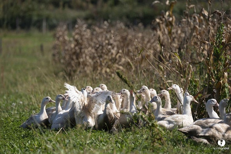 91ec7fd4-e248-4d8a-a33f-b4384ea11f83