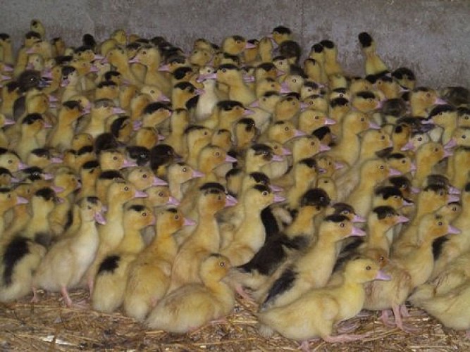 cclt_deg_sarboise_canards