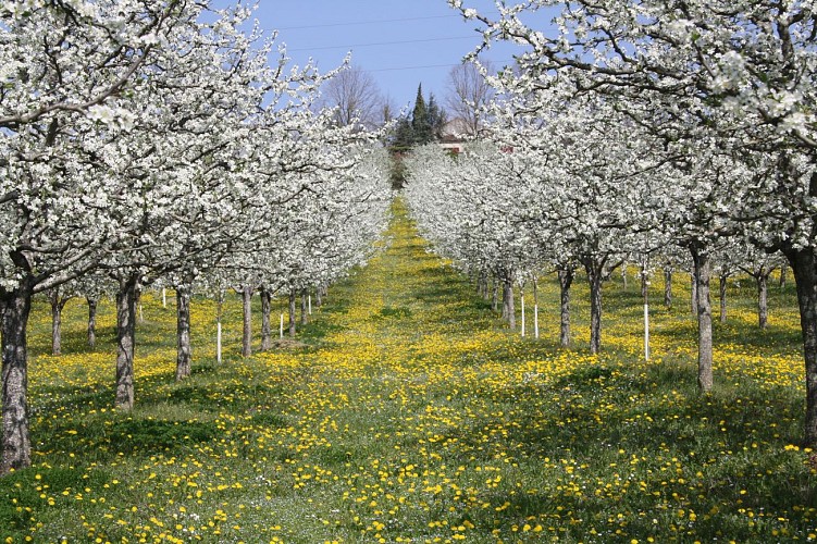 Ferme du Plessis_Vergers en fleur_Saint-Aubin