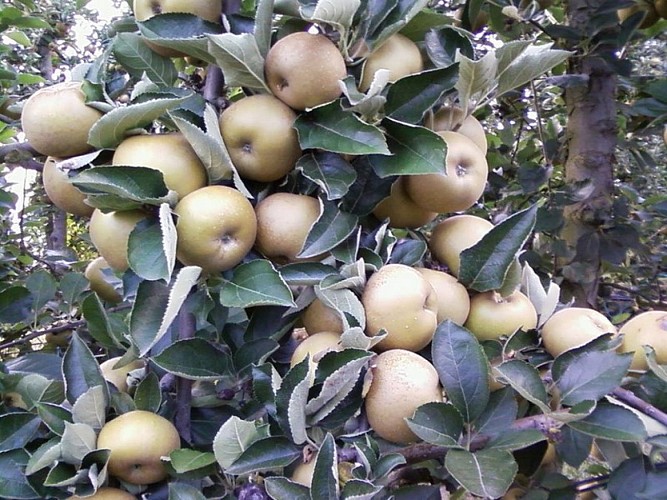 OTLT_DEG_EARL du Bel Air_Tourtrès_pommes