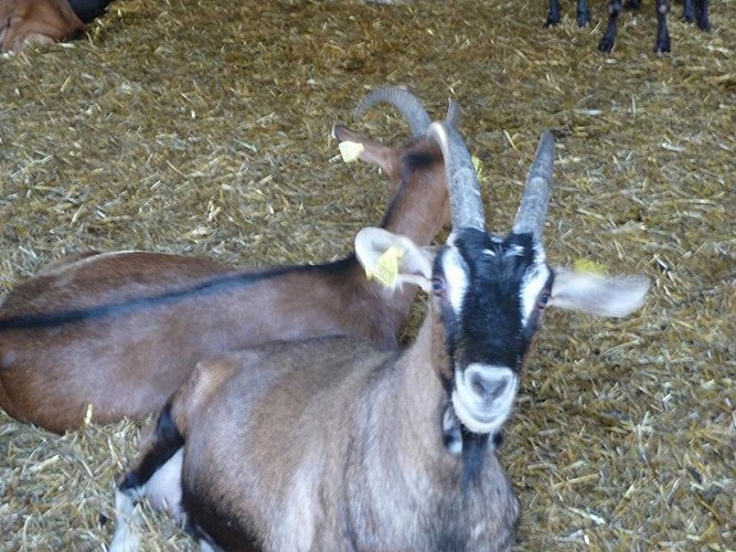 OTLT_DEG_Cabicoulx_Coulx_chèvres