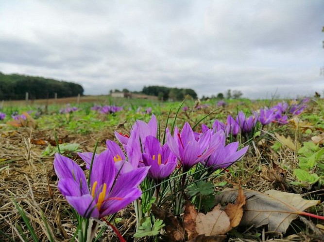 DEG_le rdv des fins gourmets_Verteuil_safran