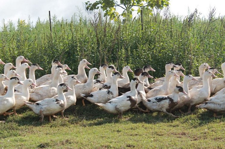 DEG_le rdv des fins gourmets_Verteuil_canards