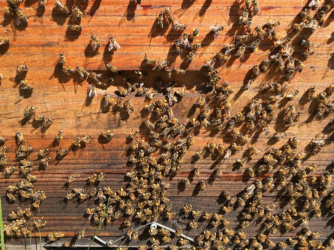 les_ruchers_de_stVictor_Blaymont_1