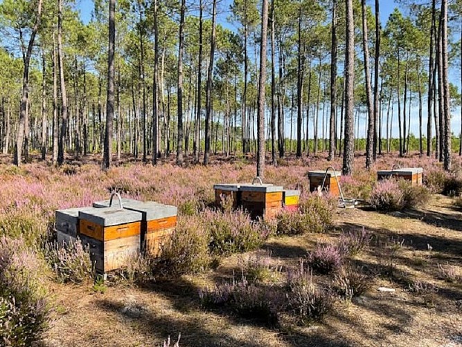 rucher-saint-victor-blaymont-destination-agen-tourisme