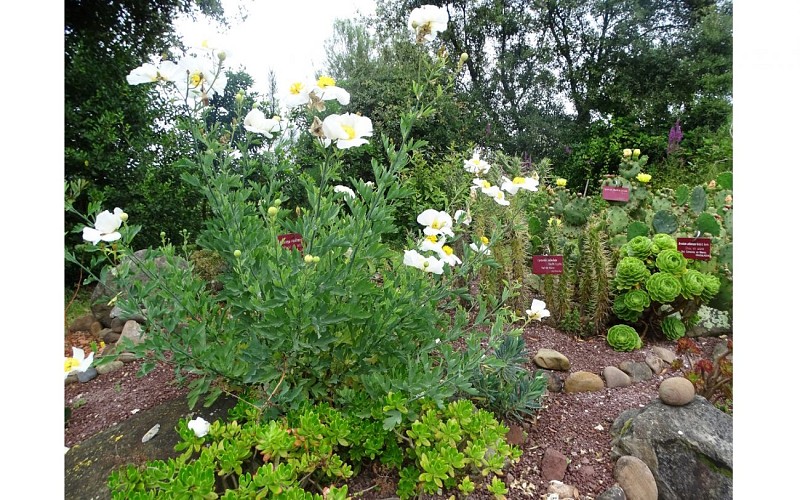 rocaille_TS_1440x900